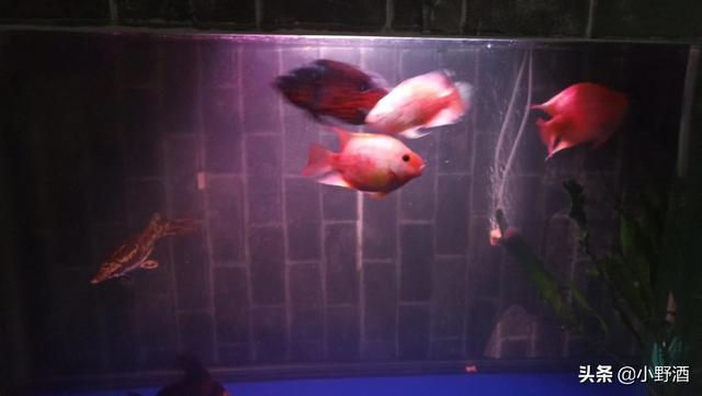 可他实在是太大了_她实在是太大